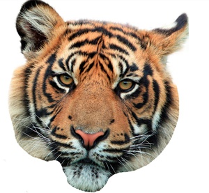 tiger.png