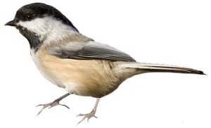 chicadee.jpg