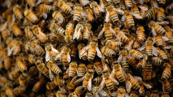 bee_swarm.jpg