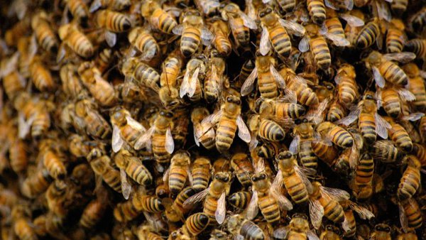 bee_swarm.jpg