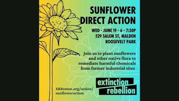 Website image Sunflower Action