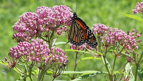 milkweed_monarch